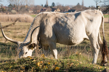 Grey cattle in the field.
