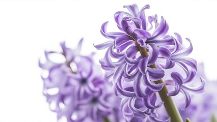 Hyacinth on white background