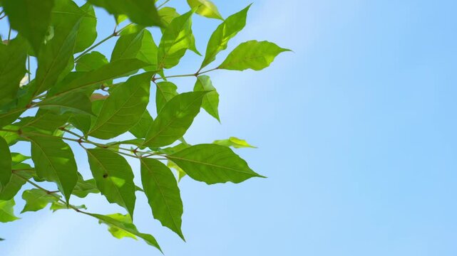 nature and landscape concept with tropical tree with sky in springtime