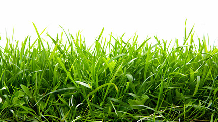 Fototapeta premium close up of fresh green grass cut out background,generative ai