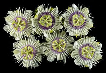 Stinking passion flower climbing plants Asia Thailand