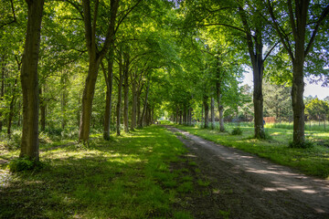 footpath in the park