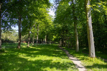 footpath in the park