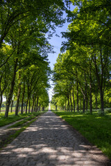 footpath in the park