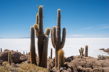 Inkahuasi cactuses landscape