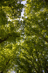 footpath in the park