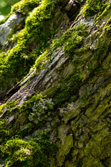 Moss growing on the old tree trunk.