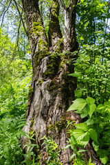Beautiful old mossy tree in the woods.