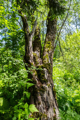 Beautiful old mossy tree in the woods.