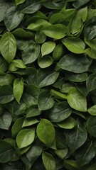 Green Leaves Background