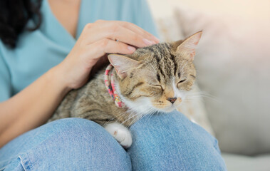 Domestic fluffy tabby cat sleeps on lap of young girl. Care and care of pets.