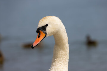 Fototapeta premium beautiful wild waterfowl swans in the summer season