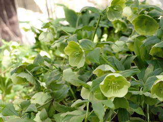 White-green hellebore flower (Christroas rose) or (Helleborus foetidus) in the garden