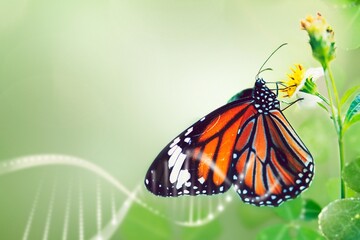 Monarch butterfly on flower stamen macro shot