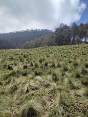 grass fields in the hills