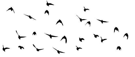 Flying birds silhouette flock. hand drawing. Not AI, Summer vector illustration