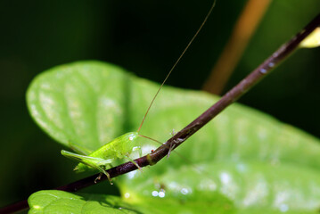 初夏を感じさせる山芋の葉にとまるキリギリスの幼虫（自然光＋ストロボ、マクロ接写撮影）