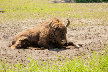 European bison (Bison bonasus) © Dead Tree World