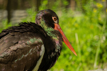 Detail close-up portrait of bird. Bird Black Stork