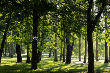 deciduous trees in the park on a sunny day