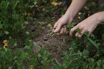 A farmer cultivates beds in the garden. Natural farming concept