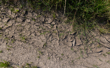 cracked soil in a field during a drought