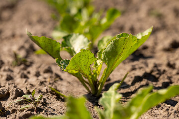a field with white beetroot for the production of white beet sugar