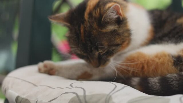 Close-up of a four-legged pet cleaning its colorful coat with its tongue. A cat performing its daily cleaning. 4k video
