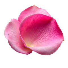 Pink rose petal Isolated on white background