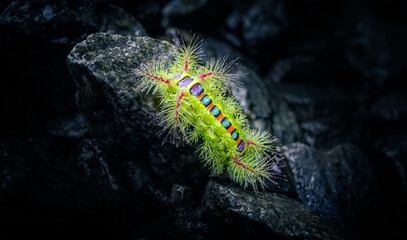 Stinging Slug caterpillar