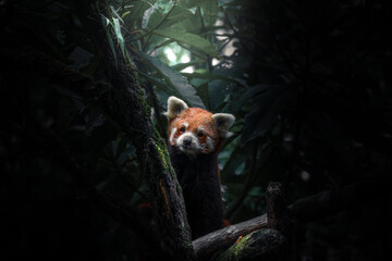 Red panda