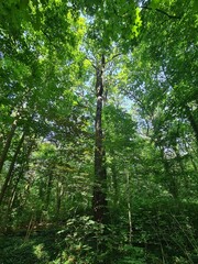 Fototapeta premium wonderful trees in Plänterwald Forest Landscape