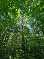 wonderful trees in Plänterwald Forest Landscape