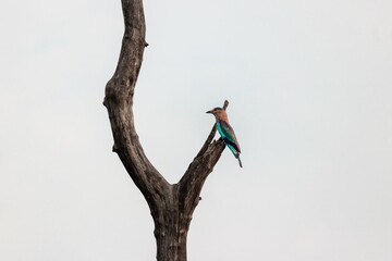 Indian Roller