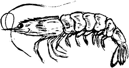 Food and drinks boho. Hand drawn minimal design. Perfect for wallpaper, template, banner, wall decor, print, postcard, cover. Vector sketch illustration shrimp 