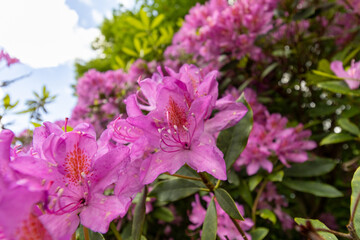flowers in the garden