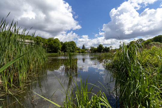lake in the forest