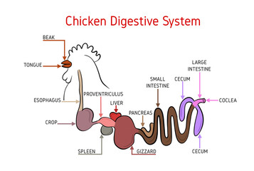 Illustration of chicken digestive system. Isolated on white background.