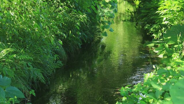 水草が揺れる夏の小川　水の流れ　清流