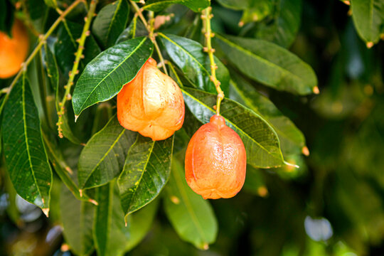 Ackee growing on tree