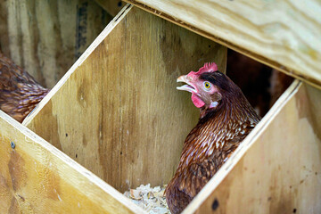 Red hen in a nesting box © jackienix