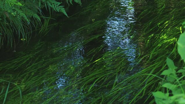 水草が揺れる夏の小川　水の流れ　清流