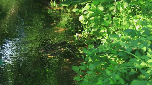 水草が揺れる夏の小川　水の流れ　清流