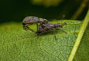 bug on leaf