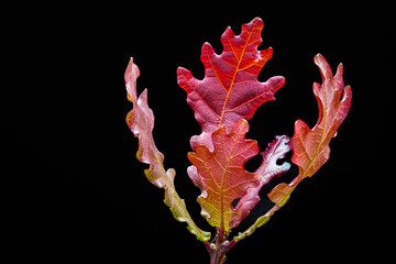 Oak leaves