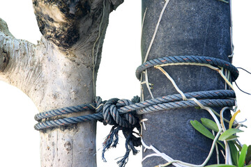 rope with knot.Useful to hold objects firmly, safely, and strong isolate on white background with...