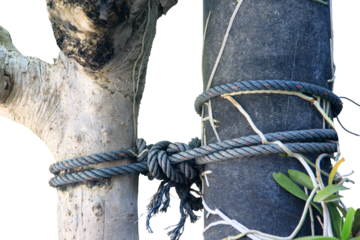 rope with knot.Useful to hold objects firmly, safely, and strong isolate on white background with clipping path.