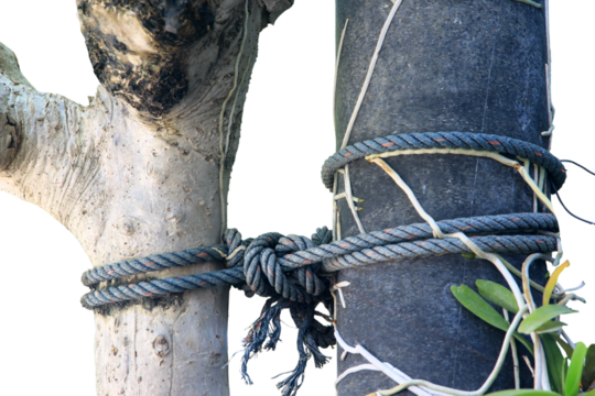 rope with knot.Useful to hold objects firmly, safely, and strong isolate on white background with clipping path.