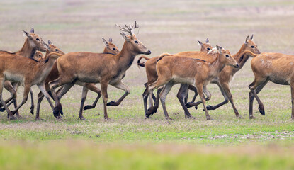 herds of elk running from left to right
