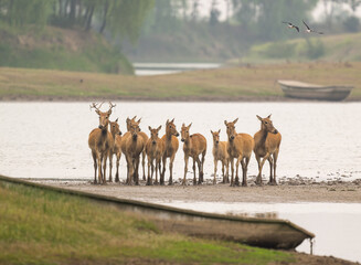 herds of elk standing in the river